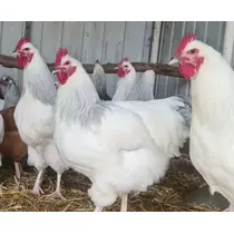 A group of corranation roosters which are primarily white and have lavender colored necks and tails