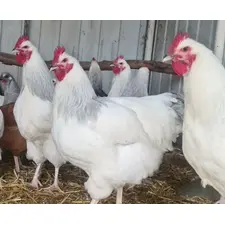 A group of corranation roosters which are primarily white and have lavender colored necks and tails