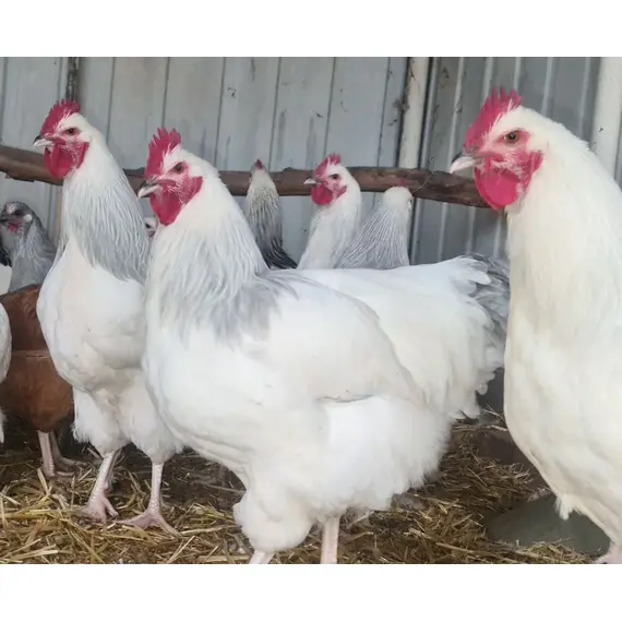 A group of corranation roosters which are primarily white and have lavender colored necks and tails