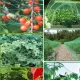 Chicken Netting, 2 Pieces Anti Bird Netting, 4M X 10M Bird Netting, Fruit Tree Netting, Protective Netting, Protect image: 2