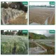 33 x 16 Ft Reusable Nylon Anti Bird Net Anti Bird Mesh Netting Anti Bird Protection Net for Garden Plant Fruit Crop Cage Protection Against Birds Deer Seagull Pigeon image: 4