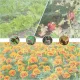 Ultra-Fine Garden Mesh Netting, 130 x 70 x 45cm, 2-Pack, Insect & Bird Barrier