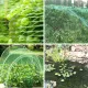 Bird Netting Garden Pest Barrier 13 x 19.8ft Green