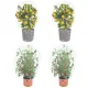 4-Pack Garden Mesh Netting Plant Covers, 1 x 1m, Insect & Bird Barrier, Drawstring