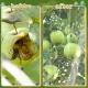 2-Piece Fruit Tree Netting Cover 70 x 100 cm with Drawstring
