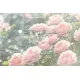 Bird Netting Garden Plant Cover, 60 Mesh PE, Zipper and Drawstring, 1.0 x 0.7m